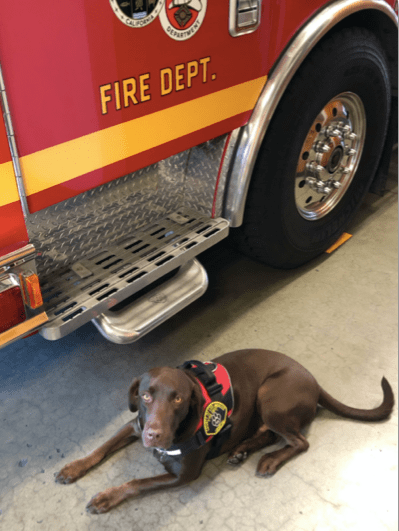 Labrador retriever Milo appears in a photo released by the L.A. County Fire Department on Oct. 13, 2020. 