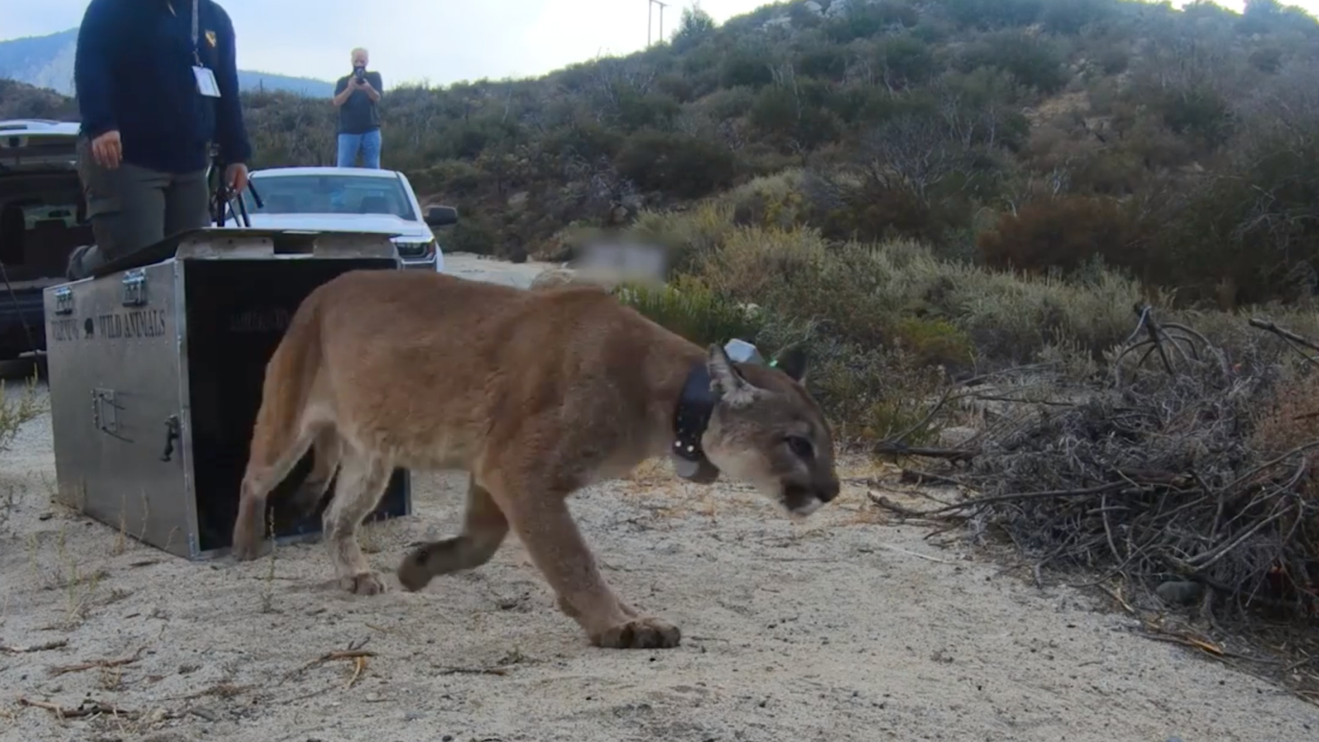 A mountain lion released back into the wild in October 2020 after being burned in the Bobcat Fire. (CDFW)