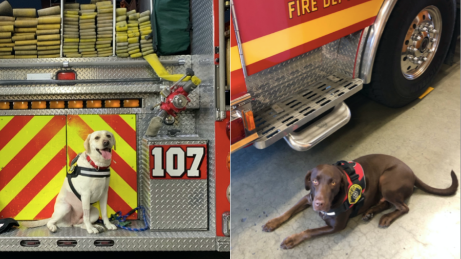 Labrador retrievers Milo and Echo appear in photos released by the L.A. County Fire Department on Oct. 13, 2020.