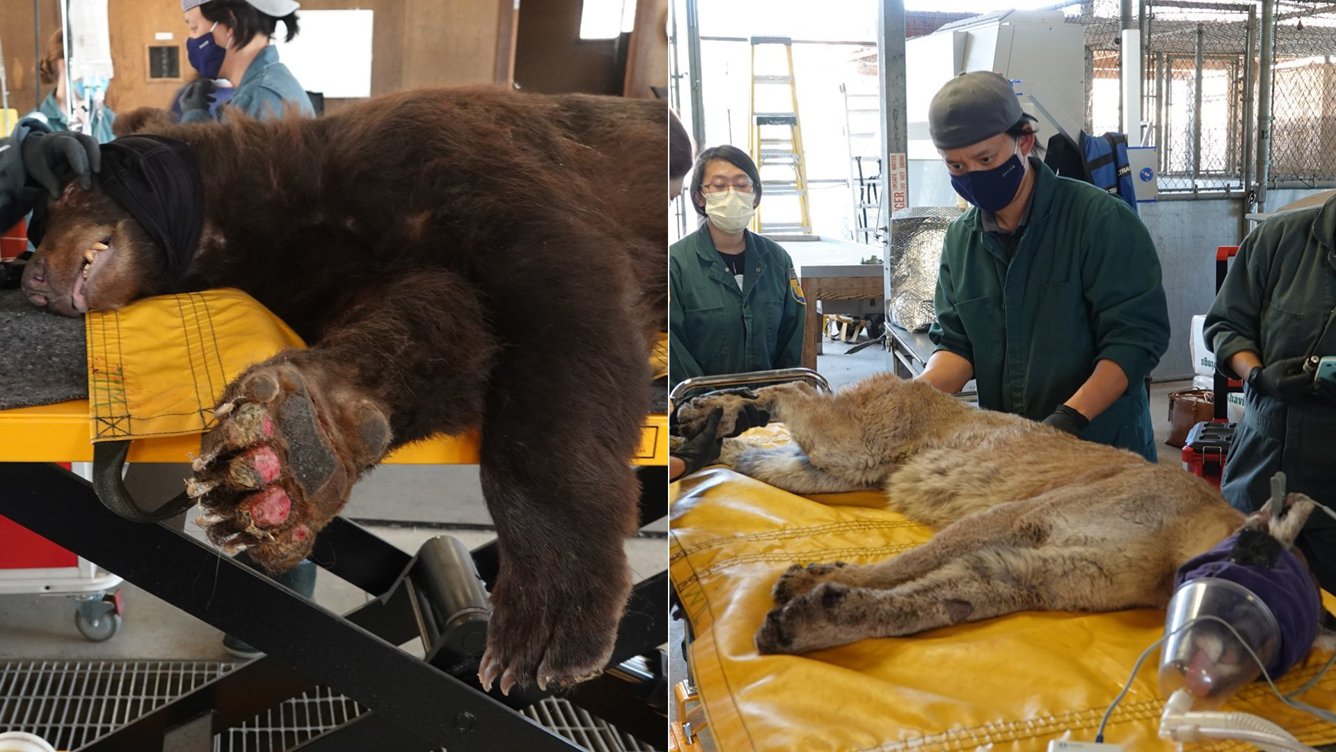 A bear and mountain lion injured in California wildfires are shown in photos released by the California Department of Fish and Wildlife on Oct. 5, 2020.