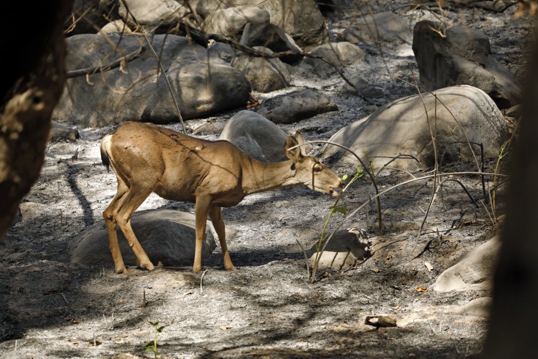 A deer searches for food after the Bobcat fire devastated its habitat in the San Gabriel Mountains. (Carolyn Cole / Los Angeles Times)