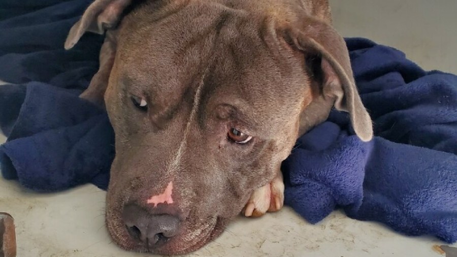 Riverside County Animal Services released this photo of a pit bull that was euthanized after being stabbed in the neck on Oct. 11, 2020.