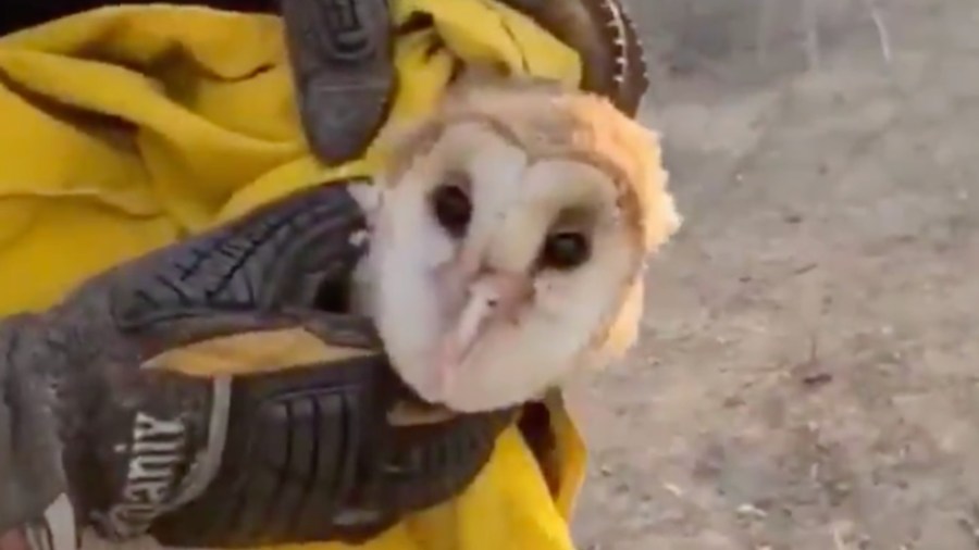 A barn owl was rescued by firefighters from the Silverado Fire on Oct. 27, 2020. (Orange County Fire Authority)