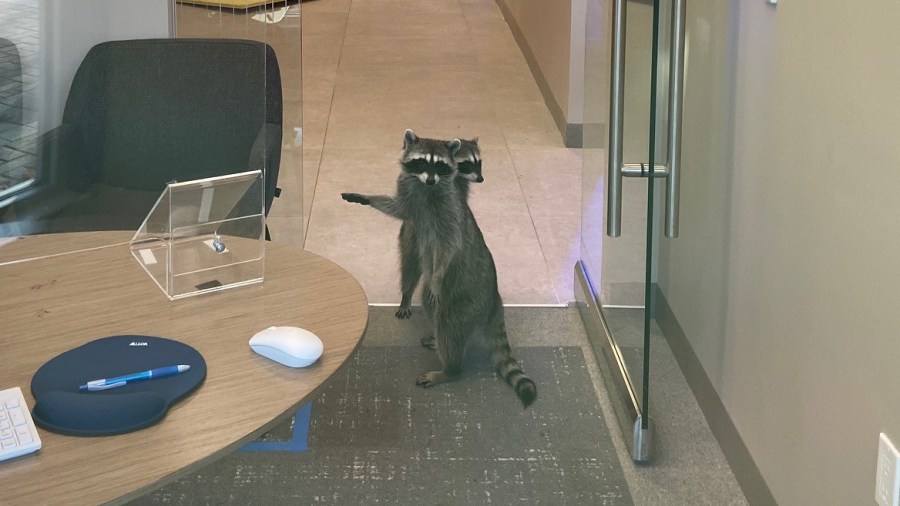 A pair of raccoons that broke into a bank in Redwood City, California, on Oct. 20, 2020. (Peninsula Humane Society & SPCA via Storyful)