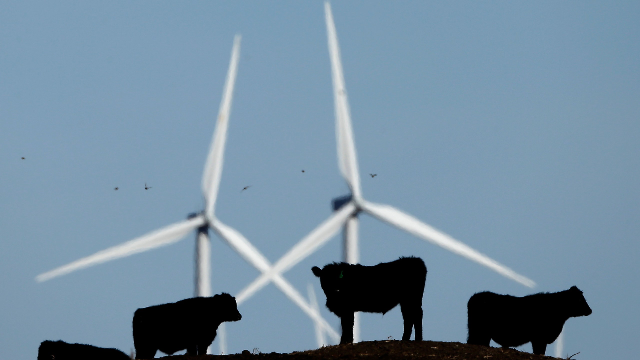 In this Dec. 9, 2015 file photo, cattle graze in a pasture against a backdrop of wind turbines near Vesper, Kan. (Charlie Riedel/AP Photo)