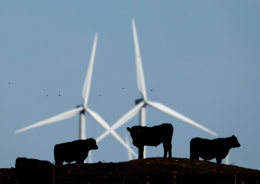 In this Dec. 9, 2015 file photo, cattle graze in a pasture against a backdrop of wind turbines near Vesper, Kan. (Charlie Riedel/AP Photo)