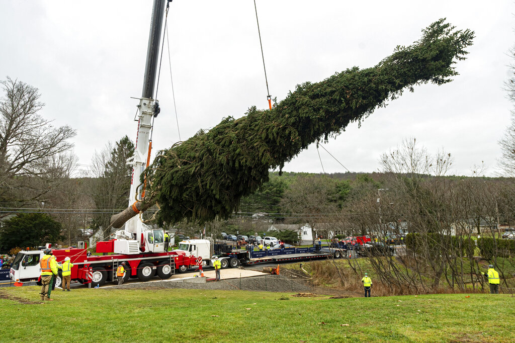 This year's Rockefeller Center Christmas tree, a 75-foot tall Norway Spruce, is guided onto a flatbed truck, Thursday, Nov. 12, 2020, in Oneonta, N.Y. (Diane Bondareff/AP Images for Tishman Speyer)