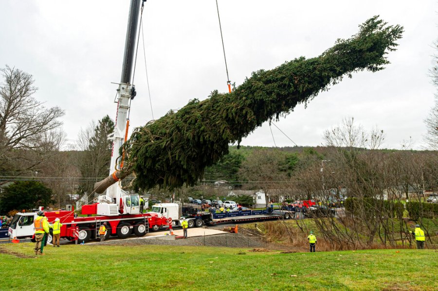 This year's Rockefeller Center Christmas tree, a 75-foot tall Norway Spruce, is guided onto a flatbed truck, Thursday, Nov. 12, 2020, in Oneonta, N.Y. (Diane Bondareff/AP Images for Tishman Speyer)