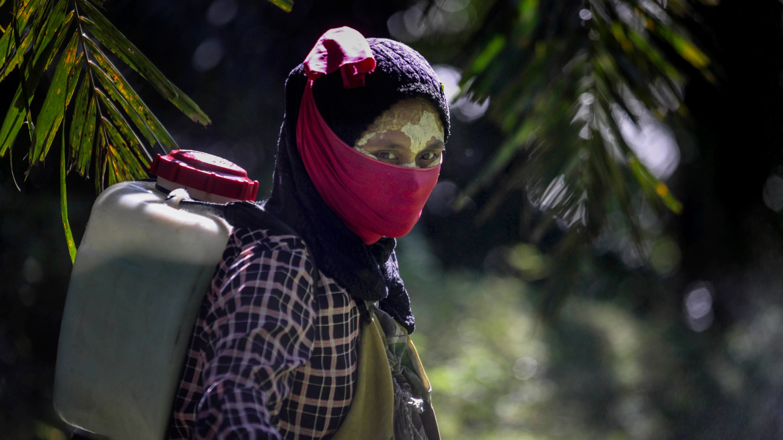 A female worker walks with a pesticide sprayer on her back at a palm oil plantation in Sumatra, Indonesia, on Sept. 8, 2018. Some workers use a yellow paste made of rice powder and a local root as a sunblock. (Binsar Bakkara / Associated Press)