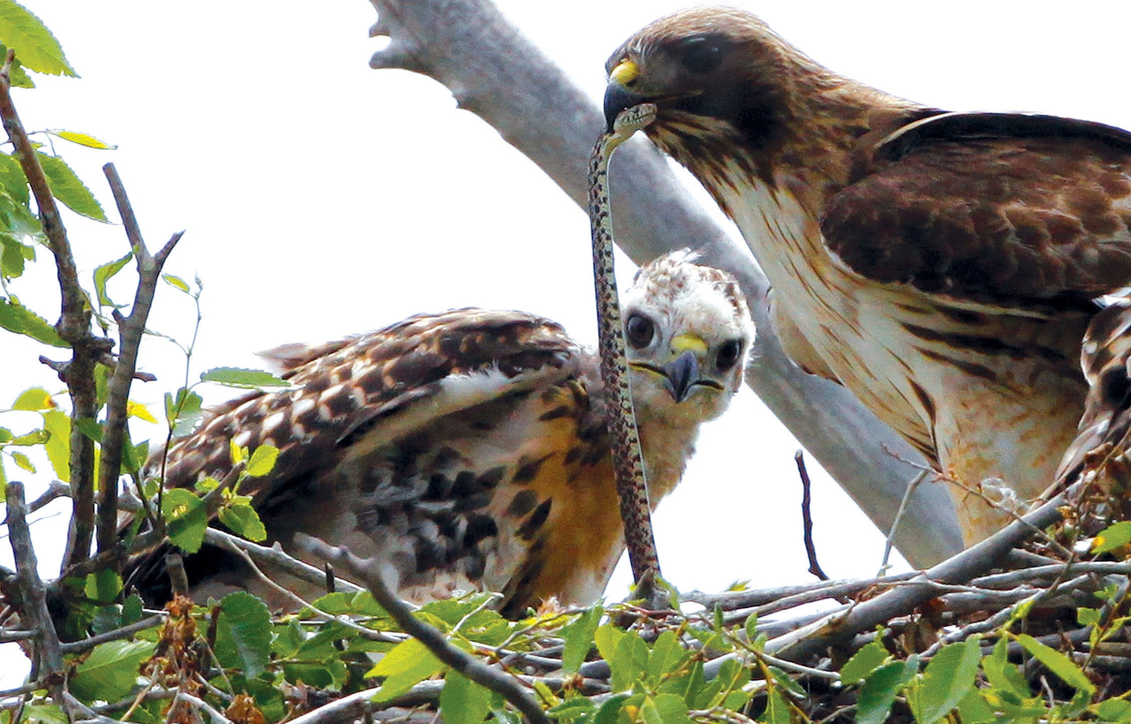 This June 5, 2009, file photo shows a Redtail hawk feeding a snake to one of her young ones nested at the Rocky Mountain Wildlife Refuge in Commerce City, Colo. (Ed Andrieski/AP Photo)