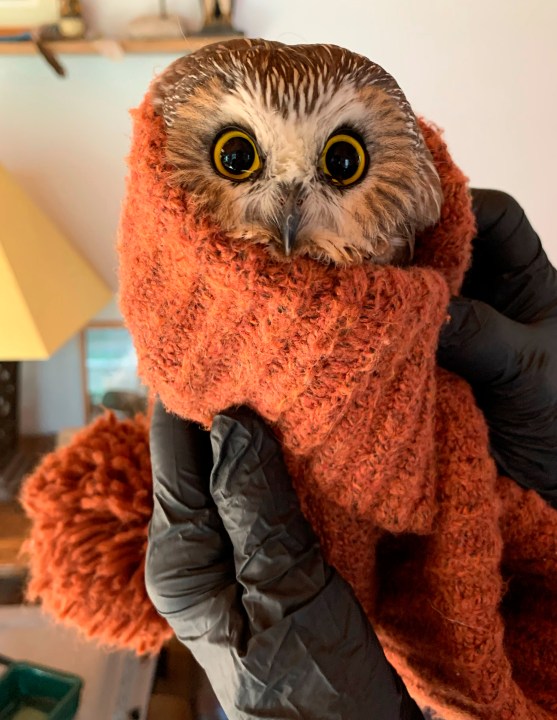 In this photo provided by the Ravensbeard Wildlife Center, Ravensbeard Director and founder Ellen Kalish holds a Saw-whet owl at the center in Saugerties, N.Y., Wednesday, Nov. 18, 2020. A worker helping to get the Rockefeller Center Christmas tree in New York City found the tiny owl among the tree's massive branches on Monday, Nov. 16. Now named Rockefeller, the owl was brought to the Ravensbeard Wildlife Center for care. (Lindsay Possumato/Ravensbeard Wildlife Center via AP)