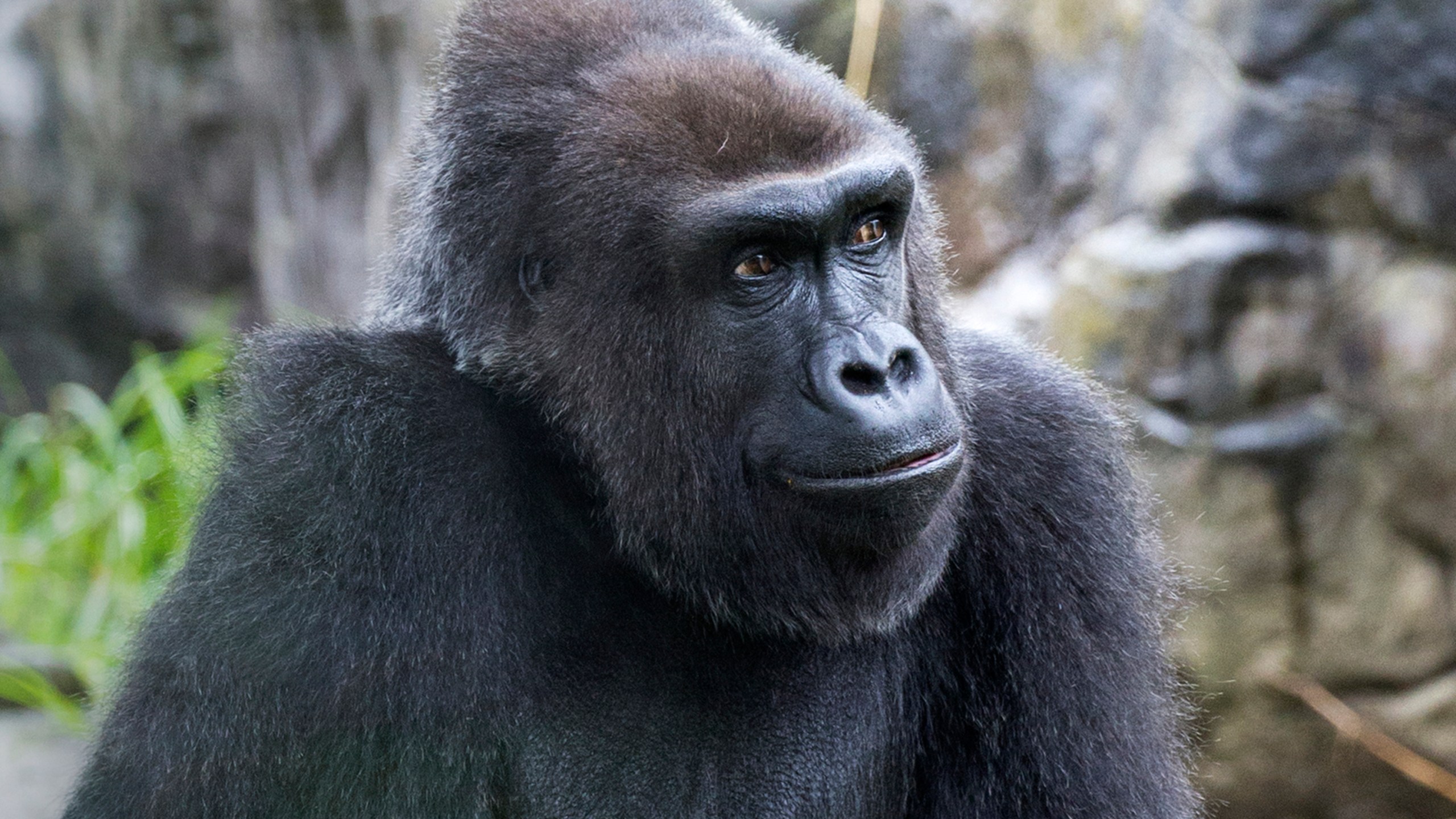 This 2017 photo provided by the San Francisco Zoo & Gardens shows Zura, a Western lowland female gorilla. (Marianne V. Hale/San Francisco Zoo & Gardens via AP)