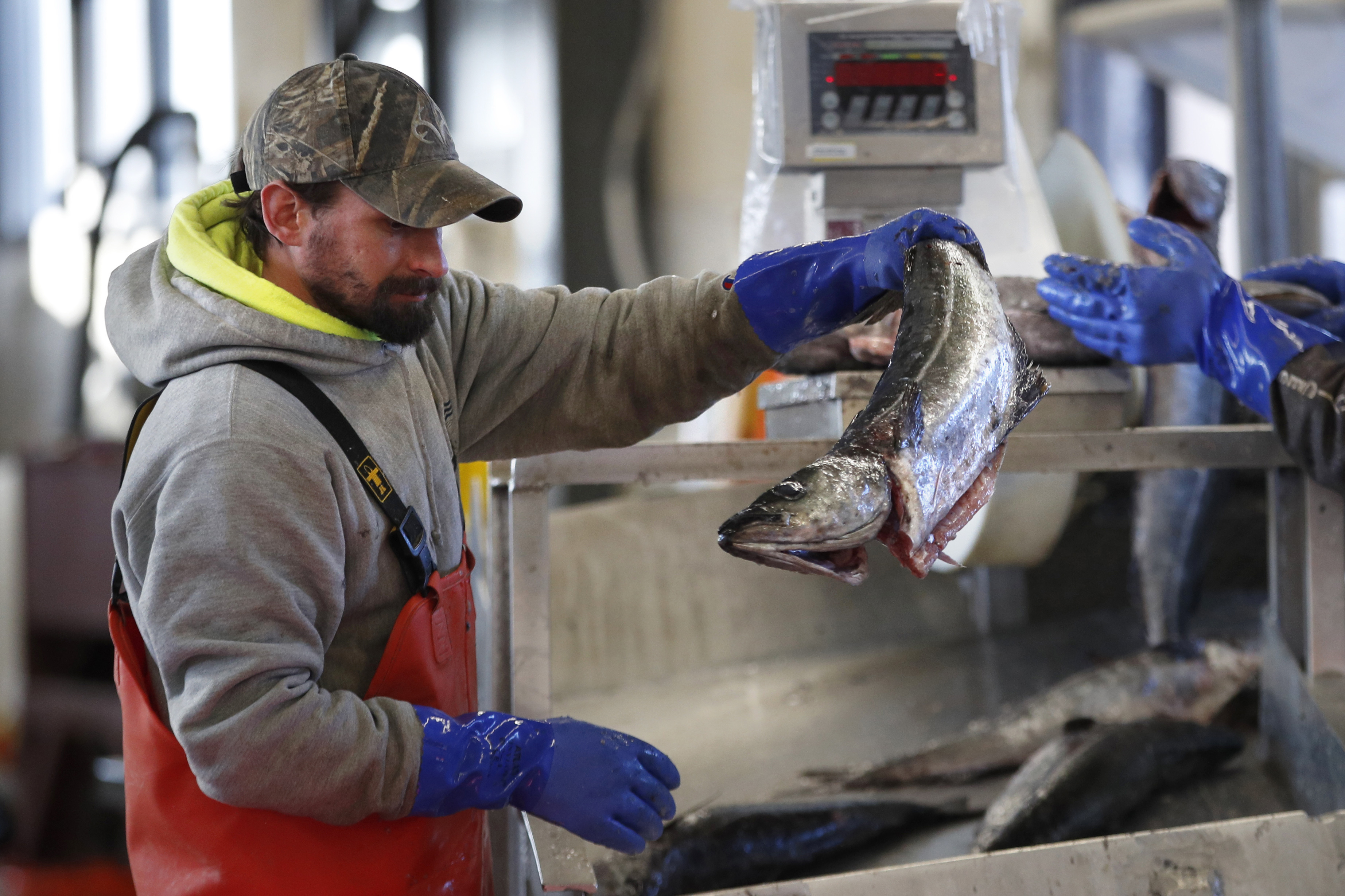 In this March 25, 2020, file photo, a worker weighs and sorts pollack at the Portland Fish Exchange in Portland, Maine. (Robert F. Bukaty/AP Photo)