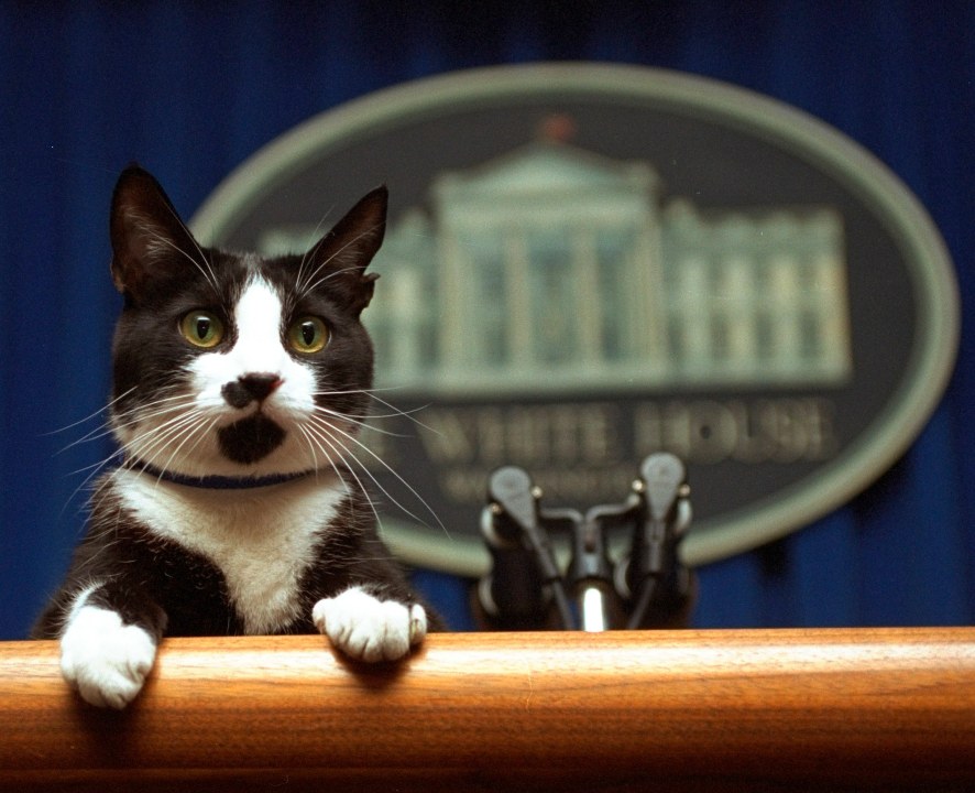 In this March 19, 1994, file photo, President Bill Clinton's cat Socks peers over the podium in the White House briefing room. (Marcy Nighswander / Associated Press)