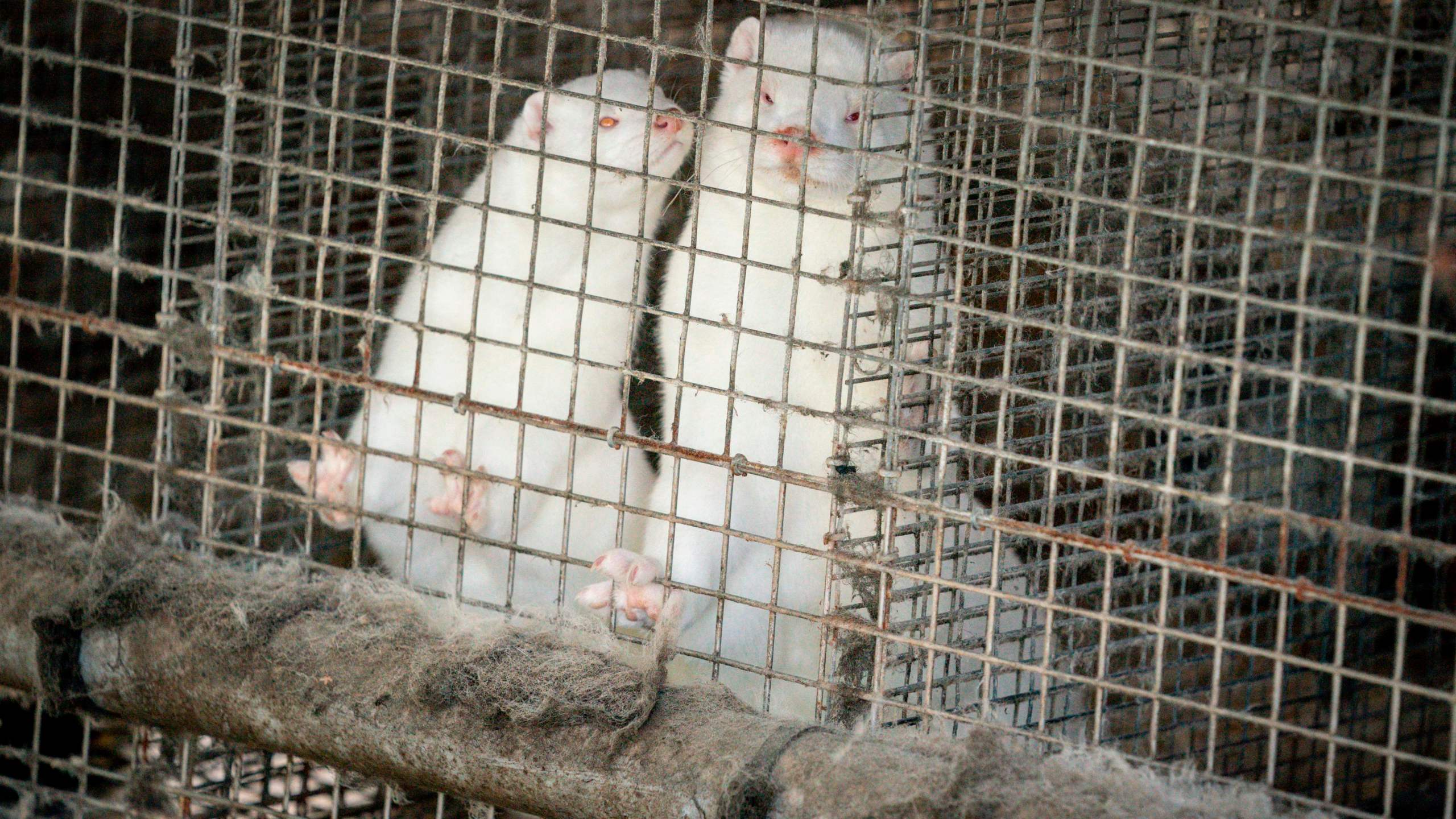 Minks are photographed in a farm in Gjol, in North Jutland, Denmark, on October 9, 2020. (Photo by Mads Claus Rasmussen / Ritzau Scanpix / AFP) / Denmark OUT (Photo by MADS CLAUS RASMUSSEN/Ritzau Scanpix/AFP via Getty Images)