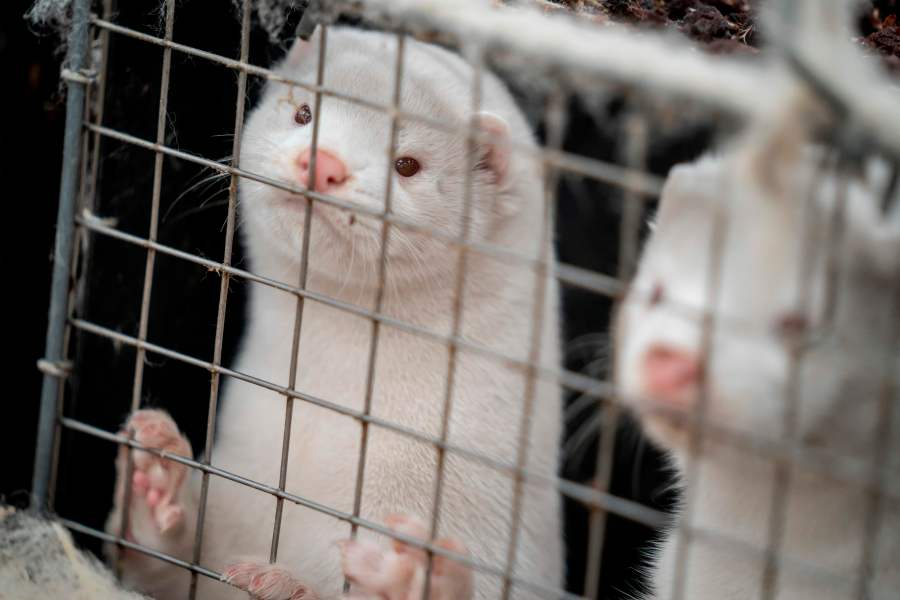 Mink look out from their cage at the farm of Henrik Nordgaard Hansen and Ann-Mona Kulsoe Larsen, who have to kill off their herd which consists of 3000 mother mink and their cubs on their farm near Naestved, Denmark. (MADS CLAUS RASMUSSEN/Ritzau Scanpix/AFP via Getty Images)