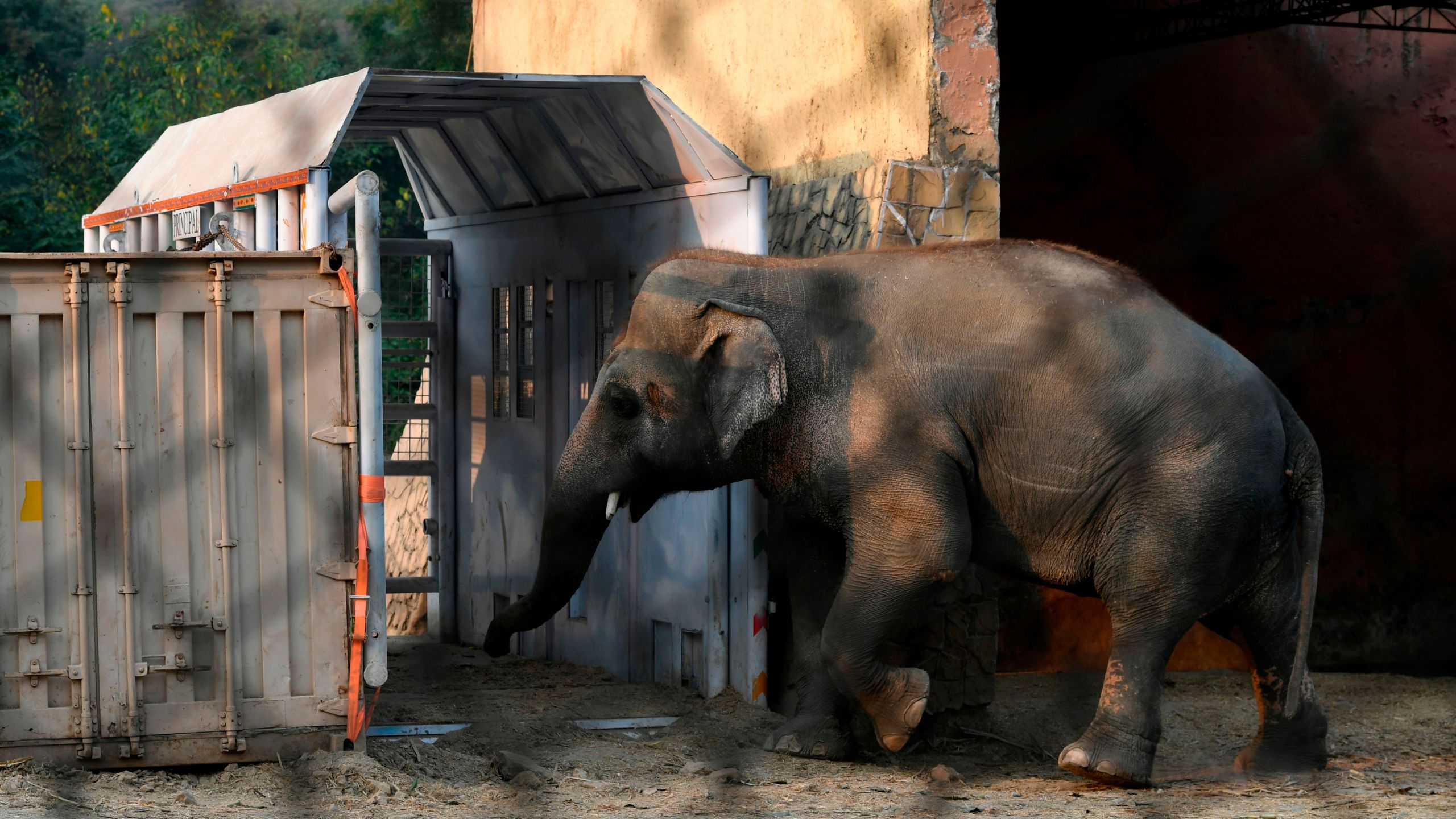 Kavaan, Pakistan's only Asian elephant, enters to feed inside a transport crate to make him habituated before traveling to a sanctuary in Cambodia later this month, at the Marghazar Zoo in Islamabad on November 11, 2020. - The plight of Kaavan, an overweight, 35-year-old bull elephant has drawn international condemnation and highlighted the woeful state of Islamabad's zoo, where conditions are so bad a judge in May ordered all the animals to be moved. (AAMIR QURESHI/AFP via Getty Images)