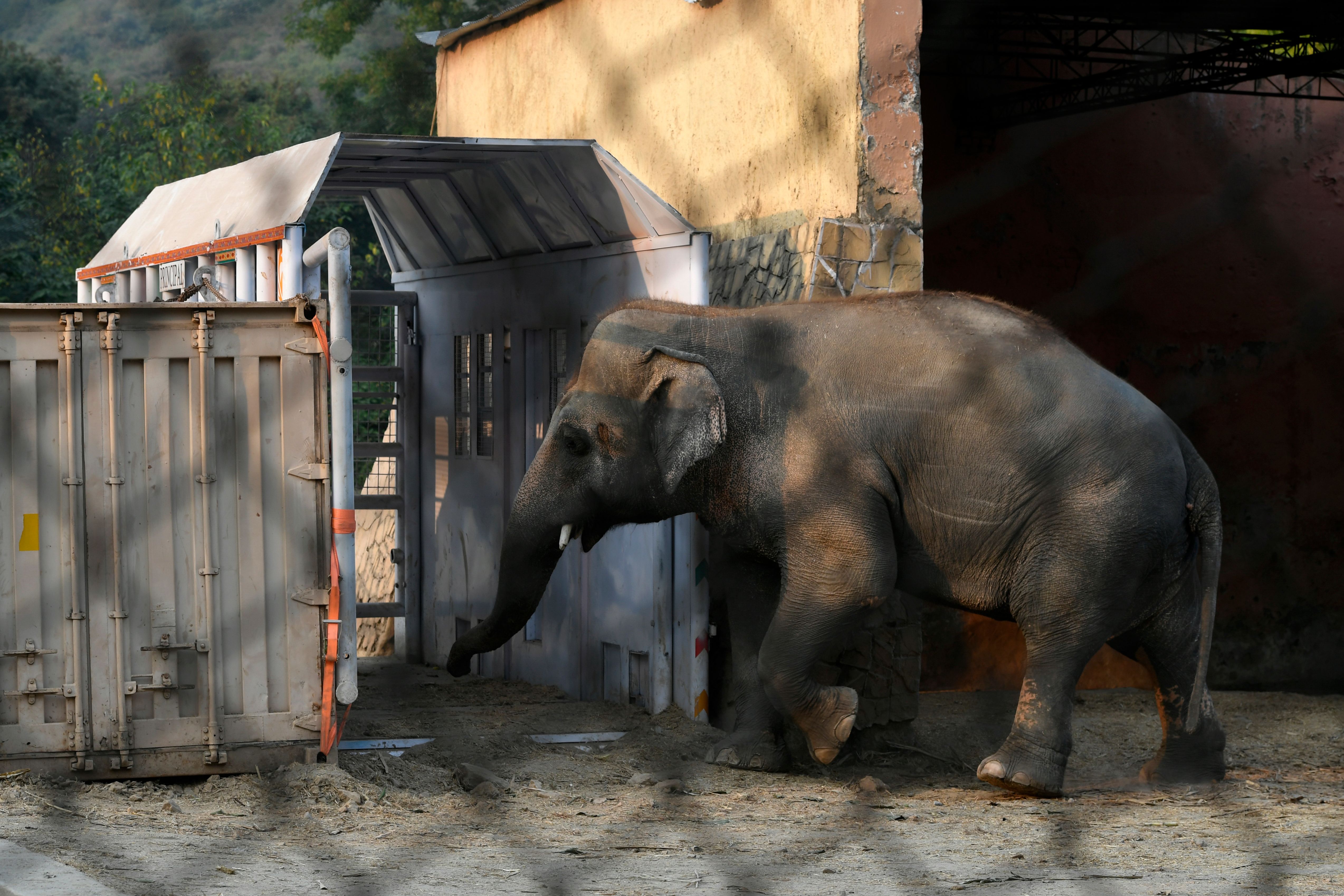 Kavaan, Pakistan's only Asian elephant, enters to feed inside a transport crate to make him habituated before traveling to a sanctuary in Cambodia later this month, at the Marghazar Zoo in Islamabad on November 11, 2020. - The plight of Kaavan, an overweight, 35-year-old bull elephant has drawn international condemnation and highlighted the woeful state of Islamabad's zoo, where conditions are so bad a judge in May ordered all the animals to be moved. (AAMIR QURESHI/AFP via Getty Images)