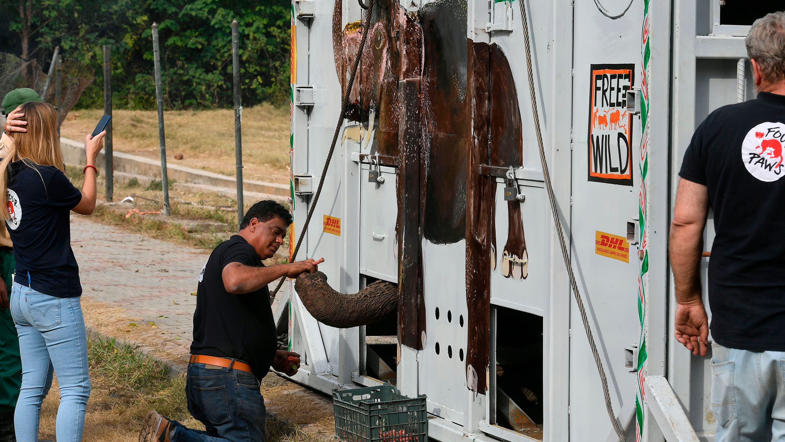 Amir Khalil (C), a veterinarian and director of the project development for Four Paws International, feeds Kaavan, Pakistan's only Asian elephant, in a crate prior to transport it to a sanctuary in Cambodia, at the Marghazar Zoo in Islamabad on November 29, 2020. - Following years of public outcry and campaigning by American pop star Cher, the "world's loneliest elephant" was poised on November 29 to embark on a mammoth journey from Pakistan to a sanctuary in Cambodia. (AAMIR QURESHI/AFP via Getty Images)