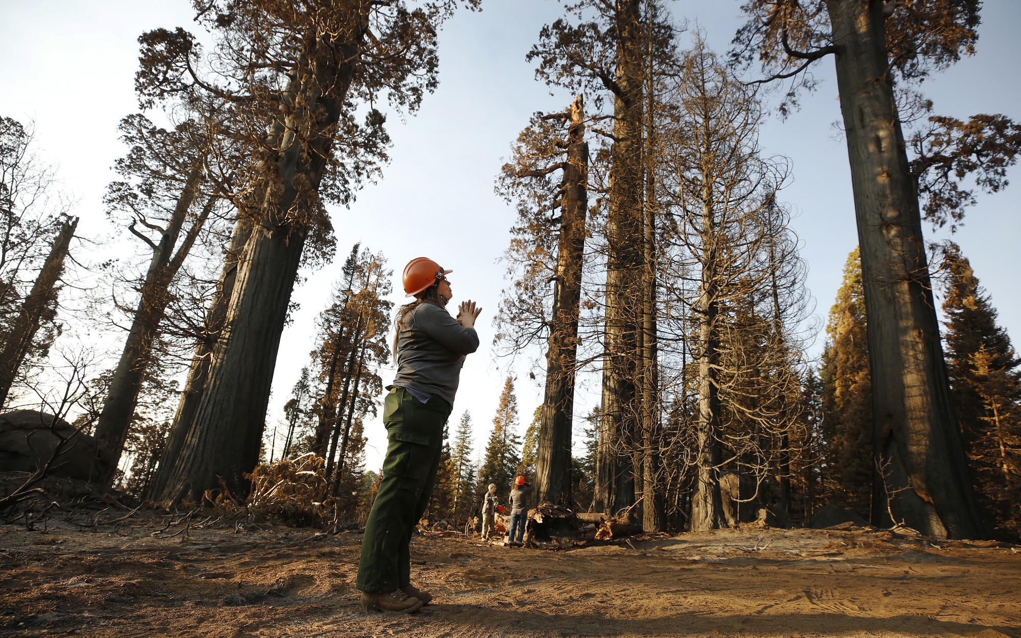 Kristen Shive, science director for the Save the Redwoods League, stands in the Alder Creek Grove, where some sequoias didn’t survive California’s Castle fire.(Al Seib / Los Angeles Times)