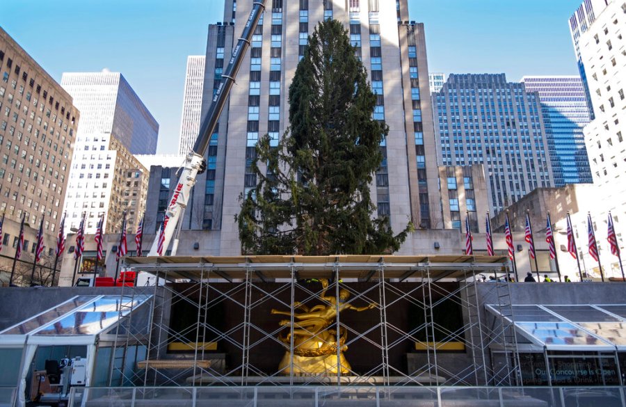 In this Saturday, Nov. 14, 2020, file photo, the 2020 Rockefeller Center Christmas tree, a 75-foot tall Norway spruce that was acquired in Oneonta, N.Y., is secured on a platform at Rockefeller Center, in New York. (AP Photo/Craig Ruttle, File)