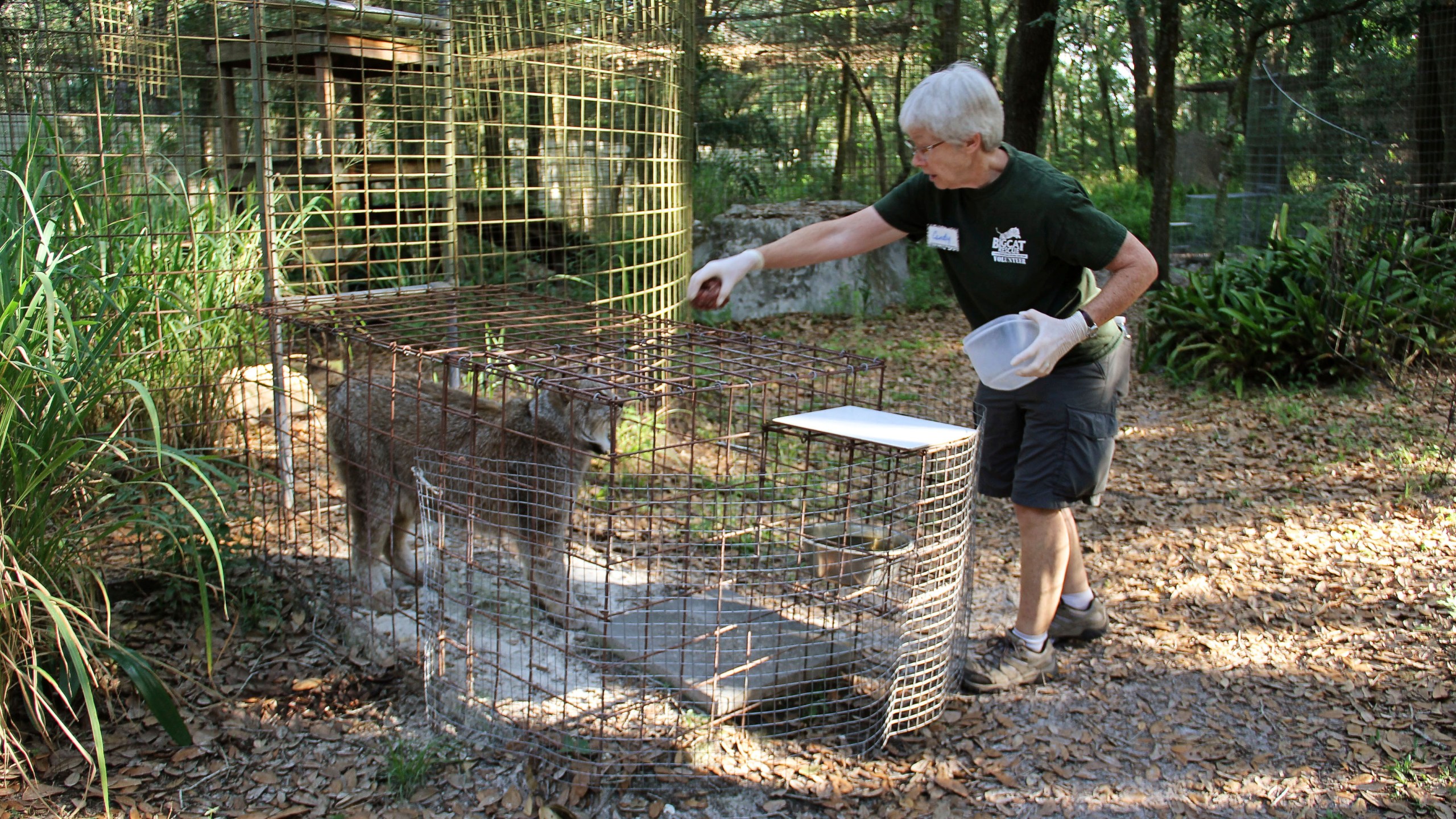 In this 2018 photo provided by Big Cat Rescue, volunteer Candy Couser feeds a lynx at Carole Baskin’s Big Cat Rescue sanctuary near Tampa, Fla. Couser, who regularly feeds big cats was bitten and seriously injured by a tiger Thursday morning, Dec. 3, 2020, at the sanctuary, which was made famous by the Netflix series “Tiger King,” officials said. (Big Cat Rescue via AP)