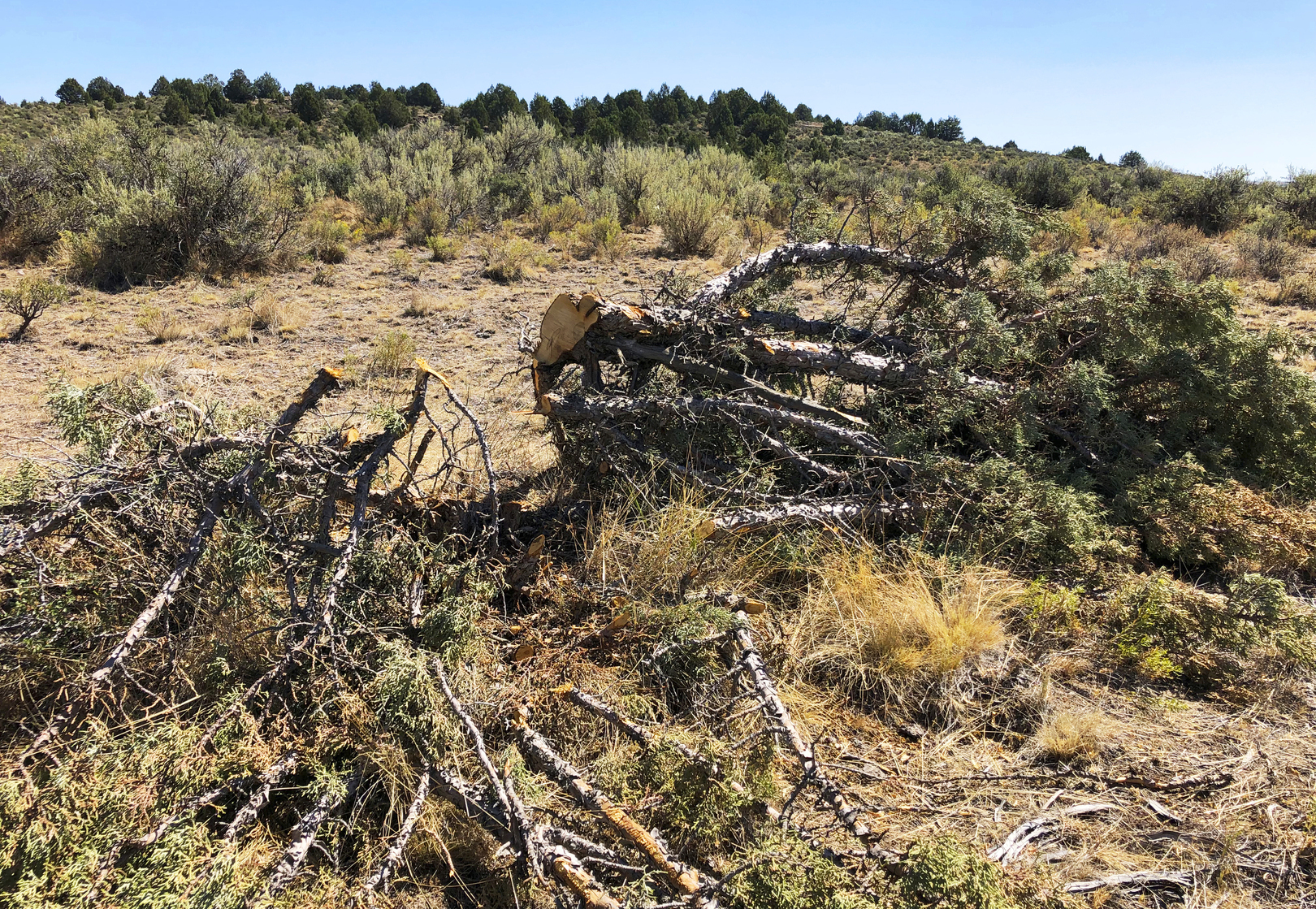 In this Aug. 15, 2019, file photo, is a juniper tree cut down as part of a giant project to remove junipers encroaching on sagebrush habitat needed by imperiled sage grouse in southwestern Idaho. (AP Photo/Keith Ridler, File)