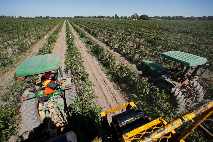 In this Sept. 16, 2009, file photo, a pair of tractors pull mechanical harvesters as they make their way through rows of Pinot Grigio grapes in Lodi, Calif. In San Joaquin County, part of California's vast Central Valley that produces most of the country's fruits and vegetables, the coronavirus is the leading cause of death this year and things will only worsen as infections skyrocket and hospitals fill beyond capacity. Like most of California, the city of Lodi is under a broad shutdown order as Christmas approaches, and its residents and businesses are grappling with how to stay safe while keeping their economy operating. ­(AP Photo/Eric Risberg, File)