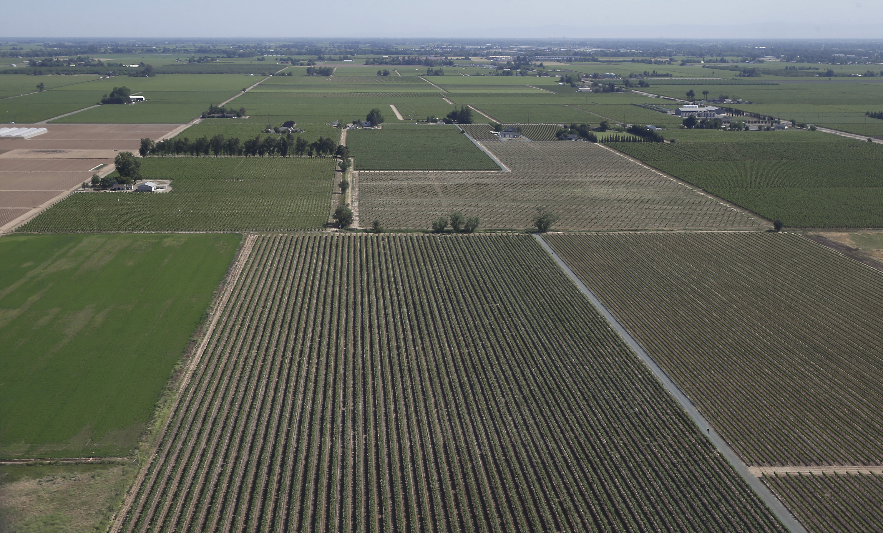 This April 28, 2015, file photo, shows an aerial view of a grape vineyard near Lodi, Calif. In San Joaquin County, part of California's vast Central Valley that produces most of the country's fruits and vegetables, the coronavirus is the leading cause of death this year and things will only worsen as infections skyrocket and hospitals fill beyond capacity. Like most of California, the city of Lodi is under a broad shutdown order as Christmas approaches, and its residents and businesses are grappling with how to stay safe while keeping their economy operating. (AP Photo/Rich Pedroncelli, File)