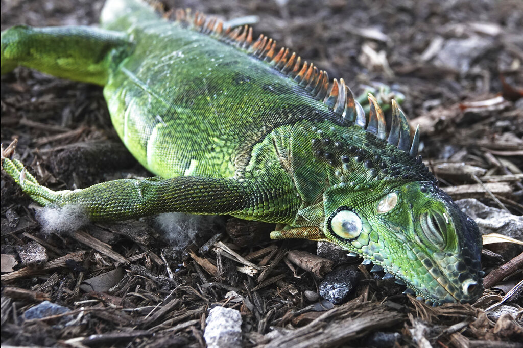 In this Jan. 22, 2020, file photo, a stunned iguana lies in the grass at Cherry Creek Park in Oakland Park, Fla. (Joe Cavaretta/South Florida Sun-Sentinel via AP)