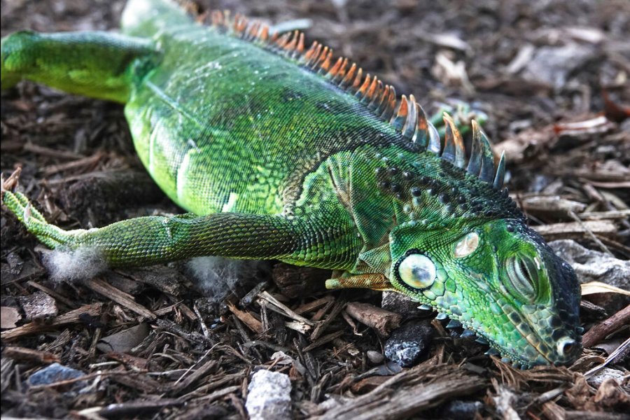 In this Jan. 22, 2020, file photo, a stunned iguana lies in the grass at Cherry Creek Park in Oakland Park, Fla. (Joe Cavaretta/South Florida Sun-Sentinel via AP)