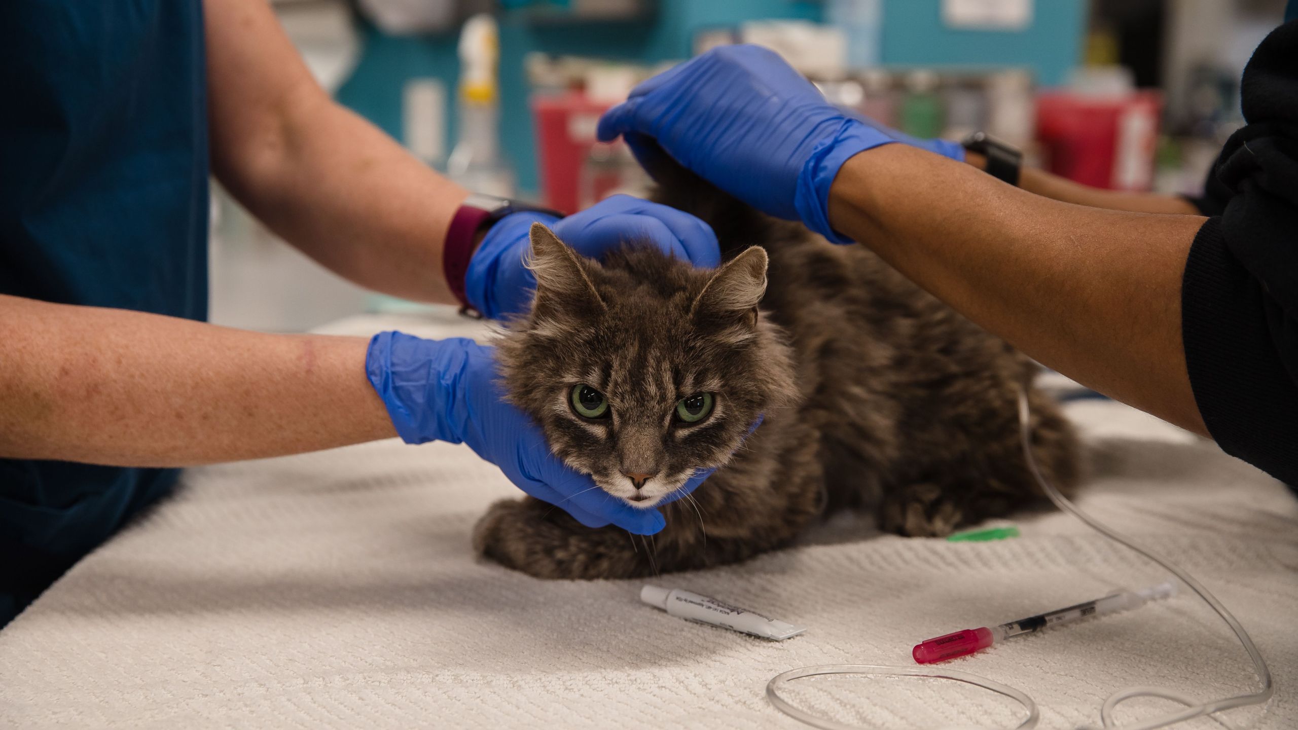 A cat, that is not eating or drinking, is looked over at the clinic at the San Diego Humane Society on April 21, 2020. (ARIANA DREHSLER/AFP via Getty Images)