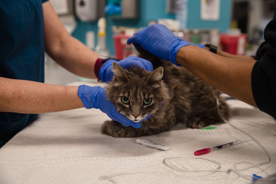 A cat, that is not eating or drinking, is looked over at the clinic at the San Diego Humane Society on April 21, 2020. (ARIANA DREHSLER/AFP via Getty Images)