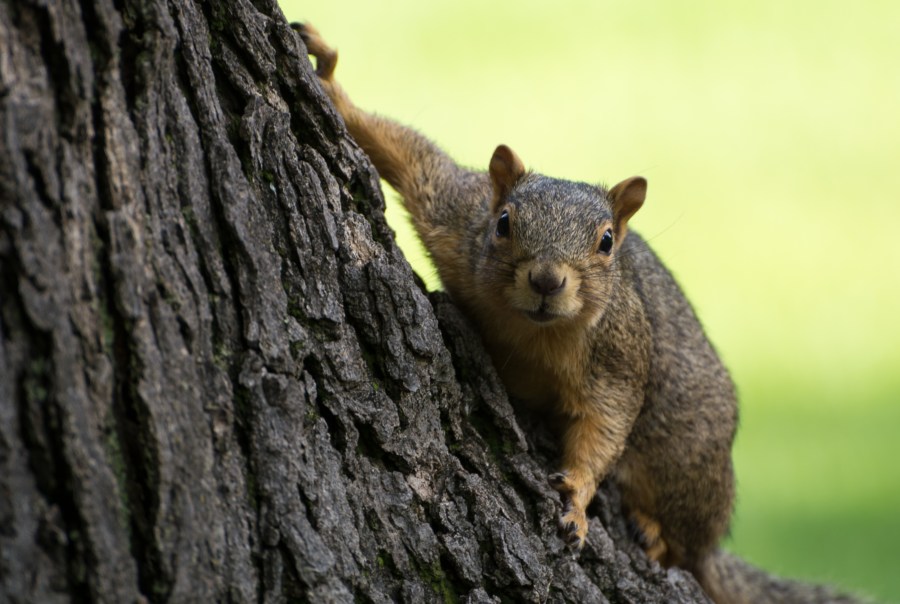 A squirrel is seen in a file photo. (iStock/Getty Images Plus)