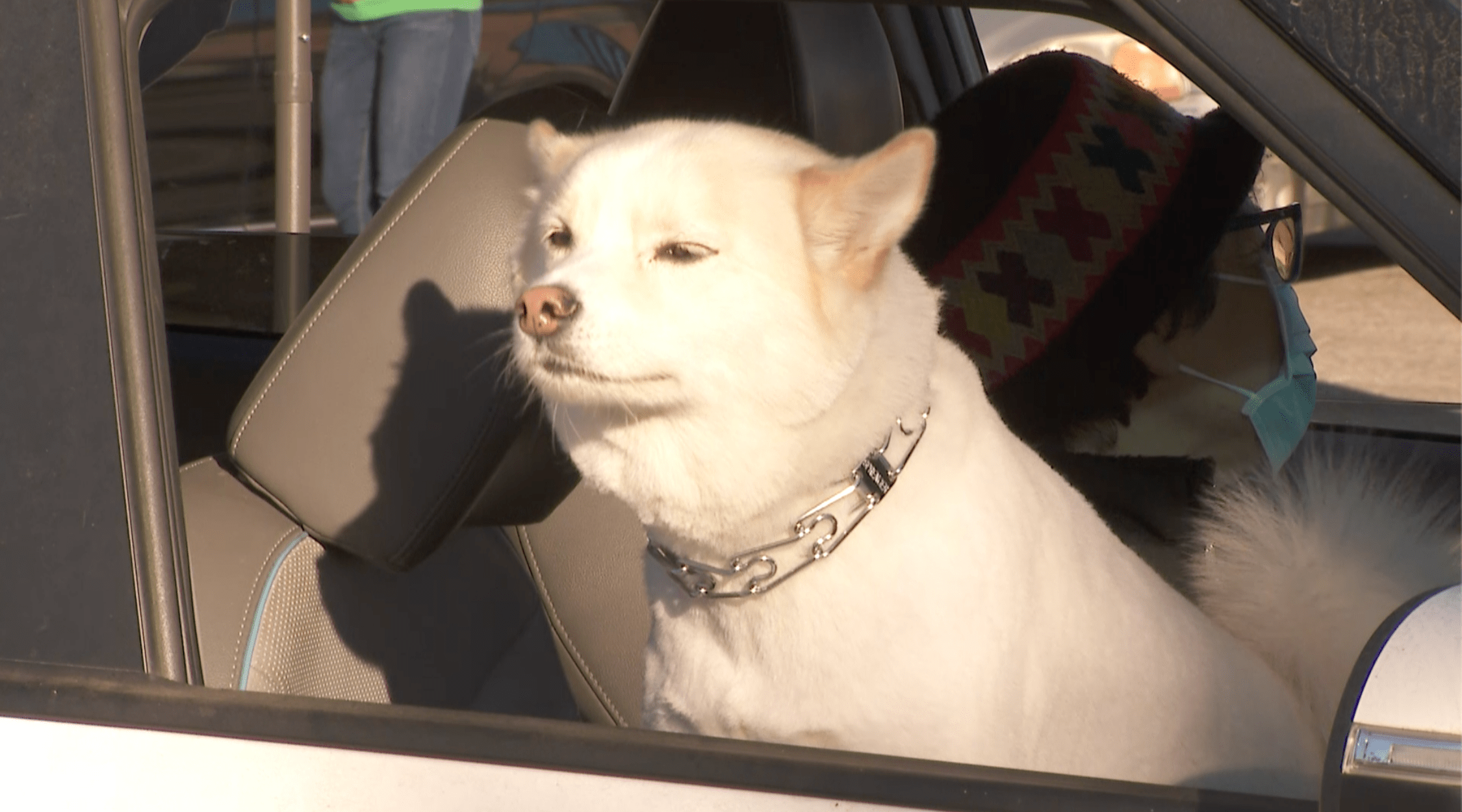 A dog is seen at the Rescue Train's holiday drive-thru event to distribute pet food in Van Nuys on Dec. 19, 2020. (KTLA)