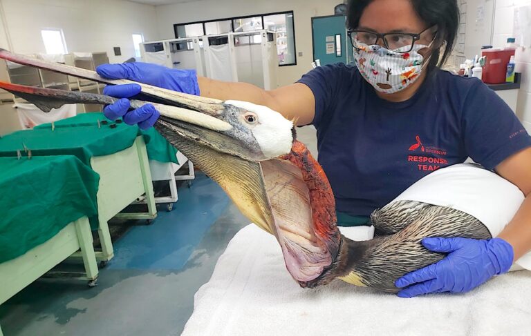 Jennifer Martines, rehabilitation technician at International Bird Rescue in San Pedro, examines a brown pelican with a slashed pouch. (International Bird Rescue)