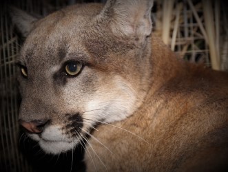 Mountain lion P-95 is seen in an undated photo released Jan. 26, 2021, by the Santa Monica Mountains National Recreations Area.