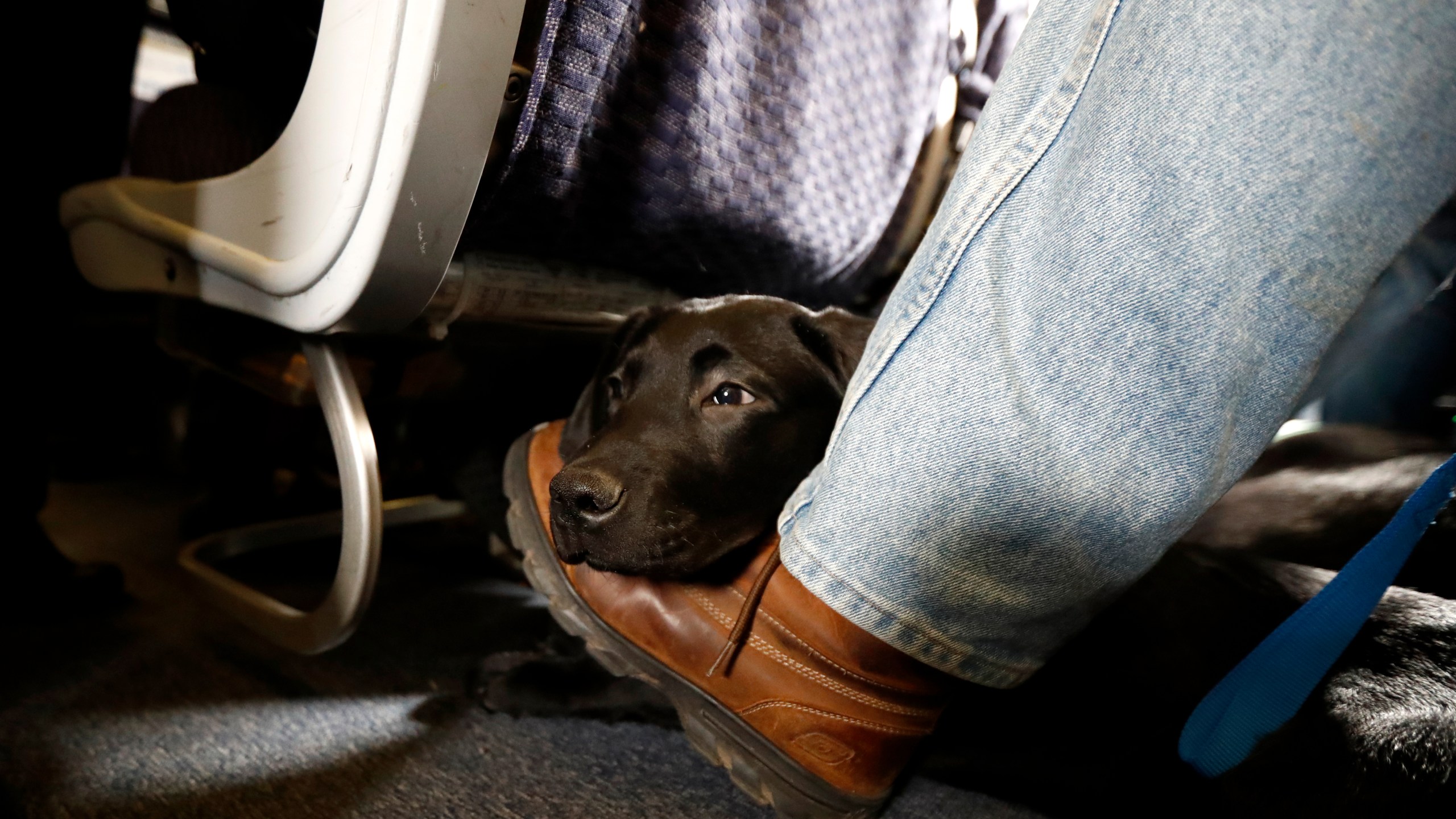 In this April 1, 2017, file photo, a service dog named Orlando rests on the foot of its trainer, John Reddan, of Warwick, N.Y., while sitting inside a United Airlines plane at Newark Liberty International Airport during a training exercise in Newark, N.J. (Julio Cortez/AP Photo)