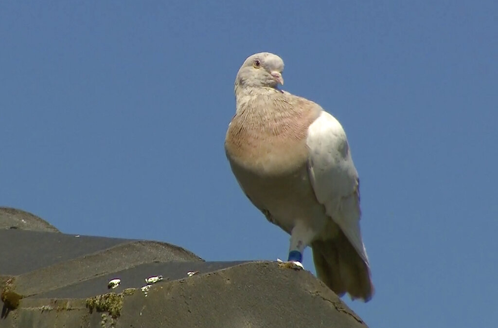 In this image made from video, a racing pigeon sits on a rooftop Wednesday, Jan. 13, 2021, in Melbourne, Australia. (Channel 9 via AP)