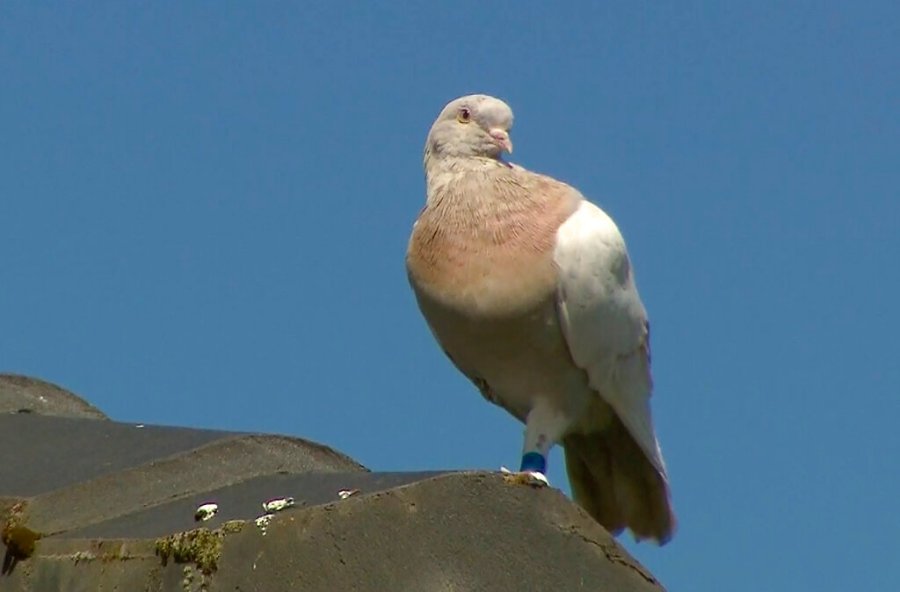 In this image made from video, a racing pigeon sits on a rooftop Wednesday, Jan. 13, 2021, in Melbourne, Australia. (Channel 9 via AP)