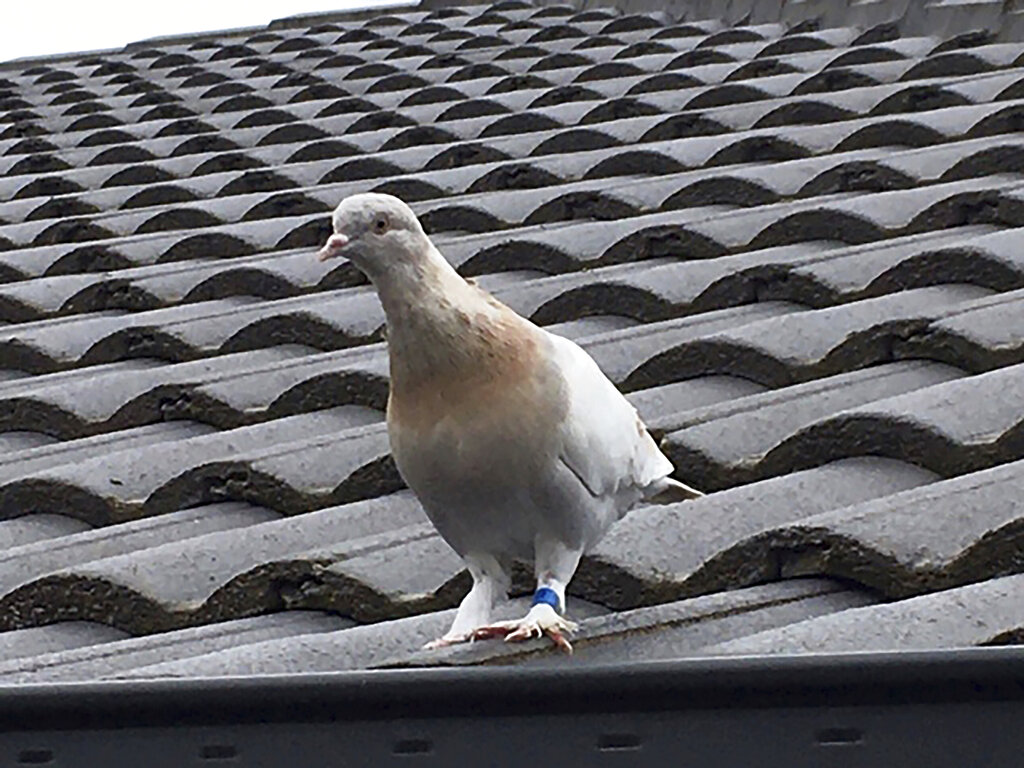 In this Jan. 12, 2021, file photo released by Kevin Celli-Bird, a pigeon with a blue leg band stands on a rooftop in Melbourne, Australia. (Kevin Celli-Bird via AP, File)