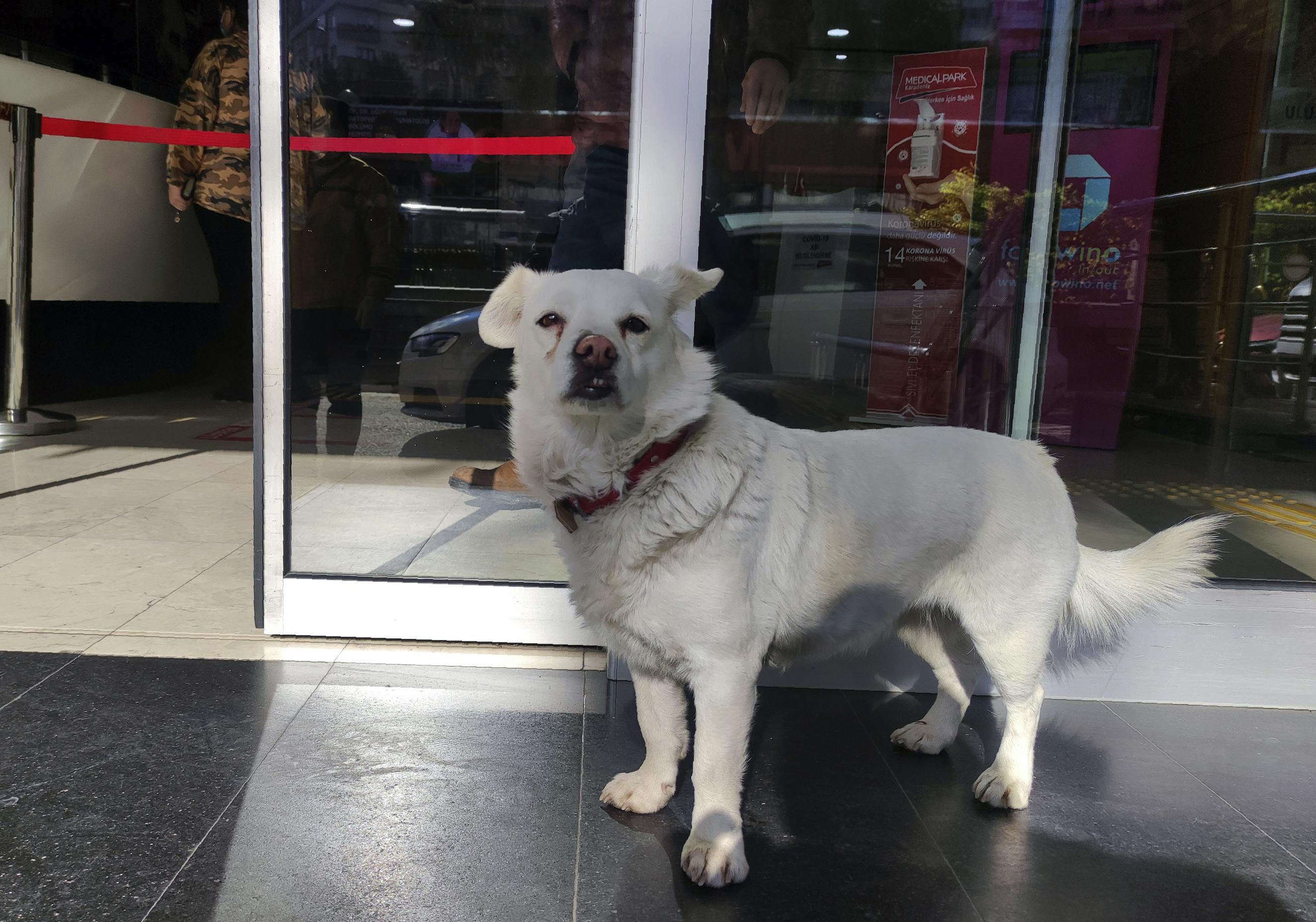 Devoted dog Boncuk looks for his owner, Cemal Senturk, at the entrance of a medical care facility in the Black Sea city of Trabzon, Turkey, Tuesday, Jan. 19, 2021. Boncuk has spent five days waiting in front of the hospital where her sick owner was receiving treatment. Senturk was discharged from the hospital later on Wednesday and returned home with Boncuk.(DHA via AP)