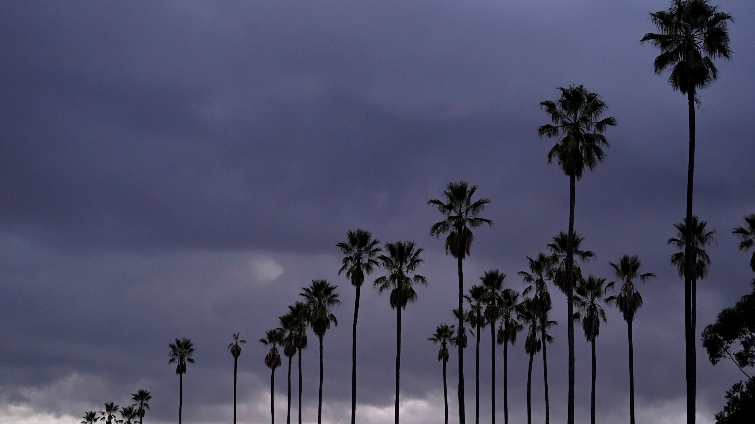 Clouds move over palm trees at Elysian Park in Los Angeles, Sunday, Jan. 24, 2021. (AP Photo/Damian Dovarganes)