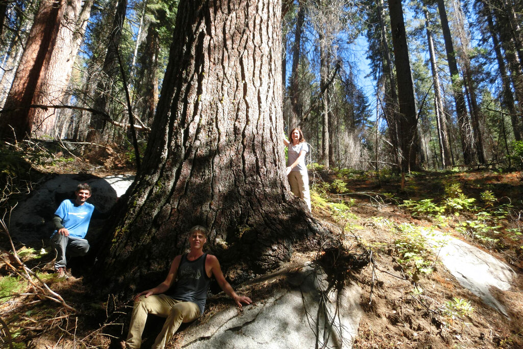 This undated picture provided by Sugar Pine Foundation shows tree hunters, from left, Ben Fetzer, Michael W. Taylor, Maria Mircheva posing with the second tallest sugar tree in Yosemite, Calif. (Sugar Pine Foundation via AP)