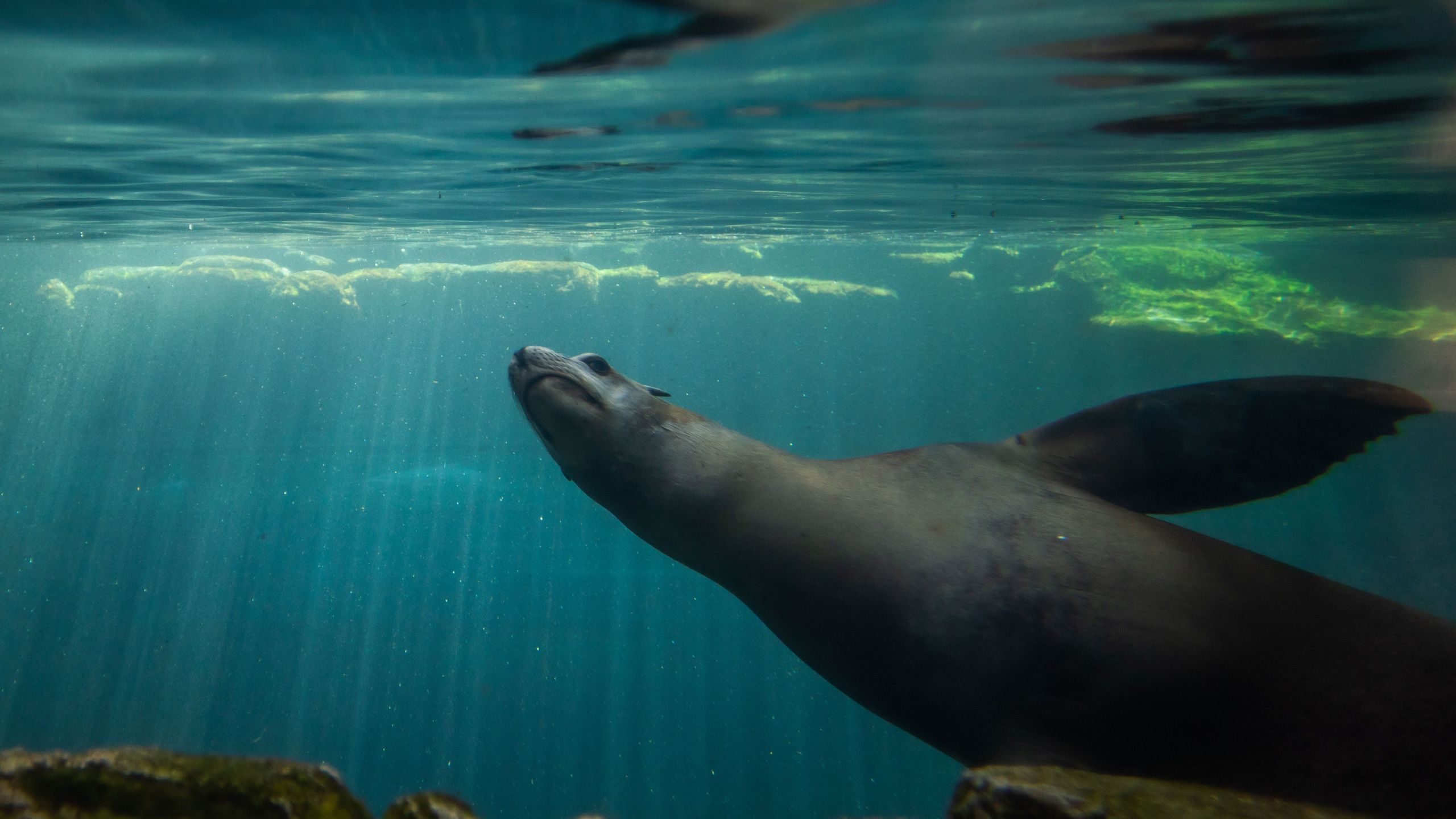 An seal swims in the Aquarium of the Pacific in Long Beach, California on Sept. 6, 2020. (APU GOMES/AFP via Getty Images)