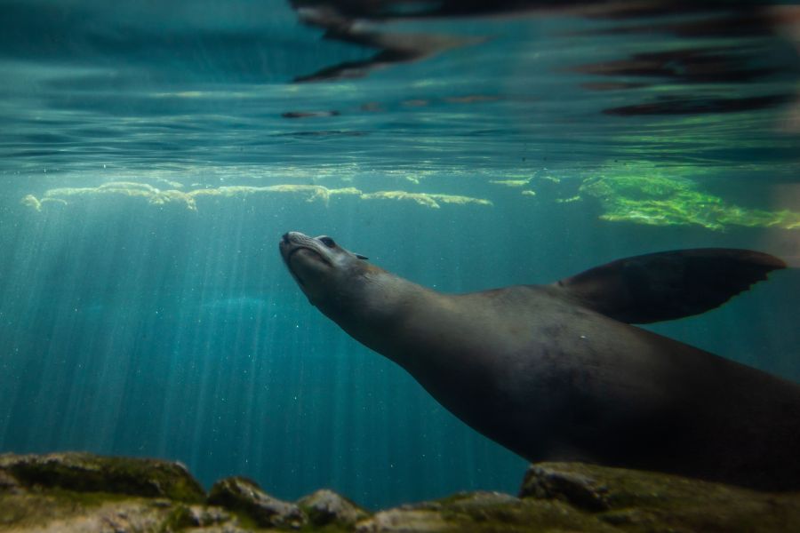 An seal swims in the Aquarium of the Pacific in Long Beach, California on Sept. 6, 2020. (APU GOMES/AFP via Getty Images)