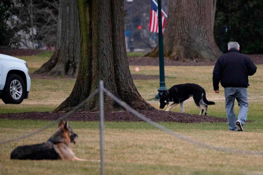 First dogs Champ and Major Biden are seen on the South Lawn of the White House on Jan. 25, 2021. (Jim Watson / AFP / Getty Images)