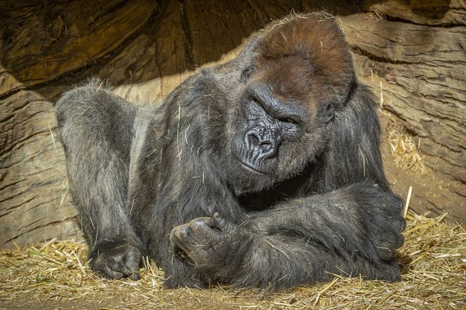 The San Diego Zoo Safari Park tweeted this image in announcing on Jan. 11, 2021 that some of its gorillas have tested positive for the coronavirus.