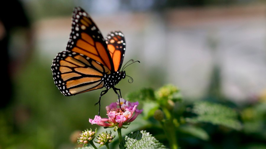 This Aug. 19, 2015, file photo, shows a monarch butterfly in Vista, Calif. The number of western monarch butterflies wintering along the California coast has plummeted to a new record low, putting the orange-and-black insects closer to extinction, researchers announced Tuesday, Jan. 19, 2021. A recent count by the Xerces Society recorded fewer than 2,000 butterflies, a massive decline from the millions of monarchs that in 1980s clustered in trees from Marin County to San Diego County. (AP Photo/Gregory Bull, File)