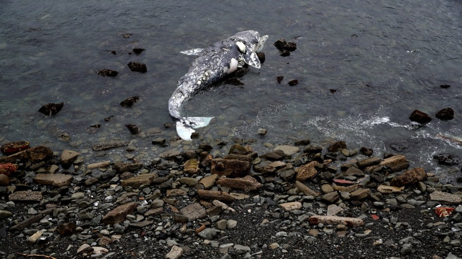 A dead Gray Whale sits on the beach near Pacifica State Beach on May 15, 2019 in Pacifica. (Justin Sullivan/Getty Images)